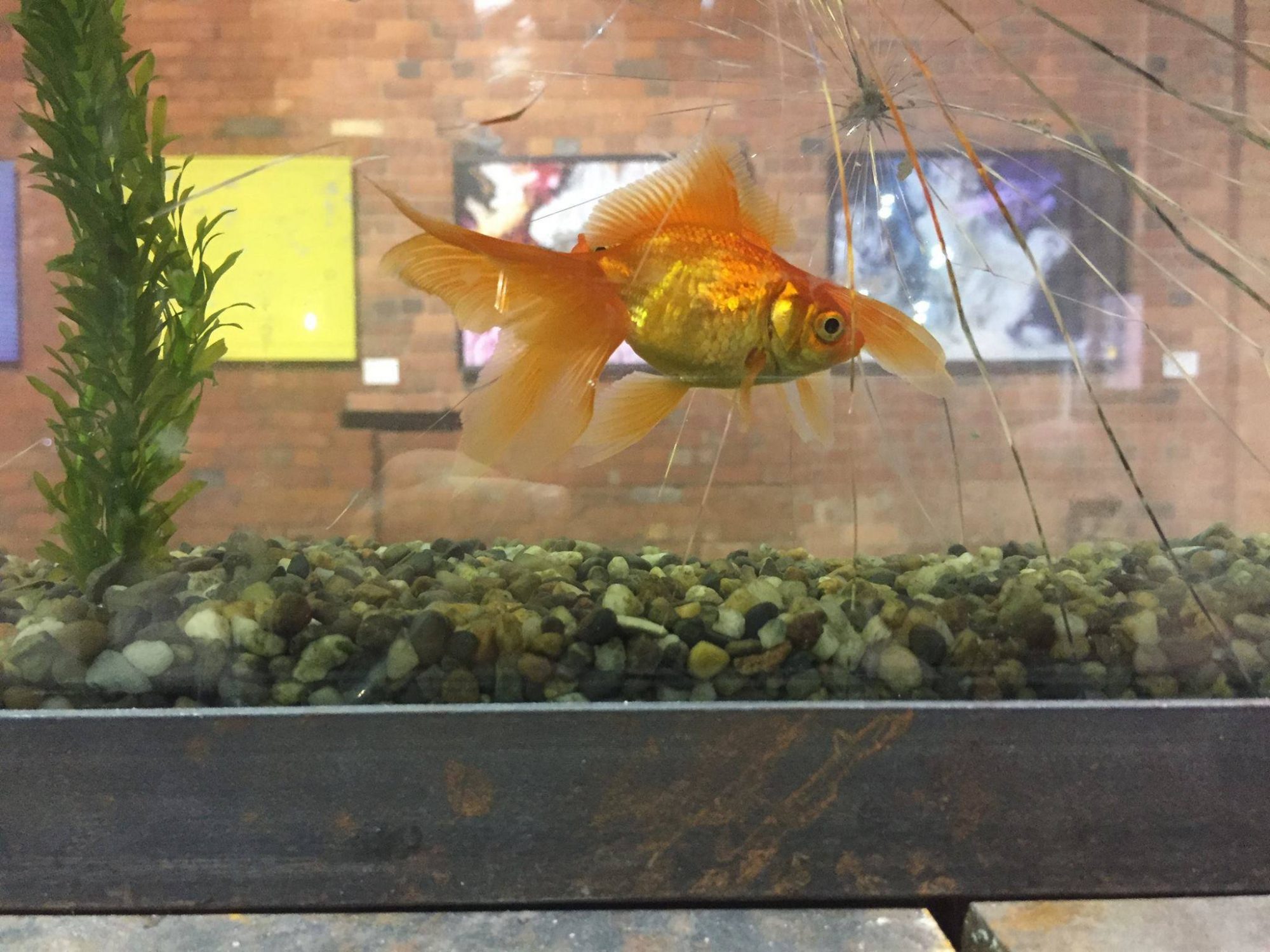 21949986_10156546475604989_7124490903719213933_o